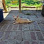 animal, backyard, brick_floor, daylight, dog, french_bulldog, grass, lying_down, metal_chair, nature, outdoor, patio, pet, puppy, relaxed, shed, sunlight, tree, wooden_post, yard
