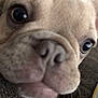 Cali is registered to the contest to win money with this photo: adorable, animal, blur, canine, close_range, close_up, curious, cute, dog, eyes, face, fur, indoor, muzzle, nose, pet, portrait, puppy, snout, whiskers