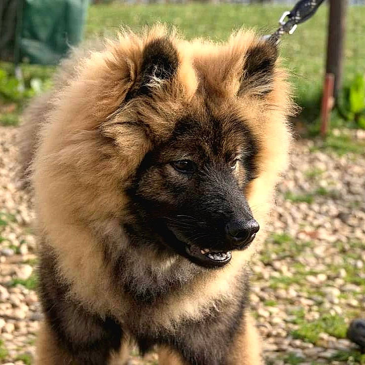 Sven a rejoint le concours — aidez-le/la à gagner de superbes lots ! ancient_dog_breeds, canidae, canis, carnivore, companion_dog, dog, dog_breed, fawn, fur, german_spitz_mittel, grass, iris, non_sporting_group, snout, sporting_group, terrestrial_animal, whiskers, wildlife, working_animal, working_dog