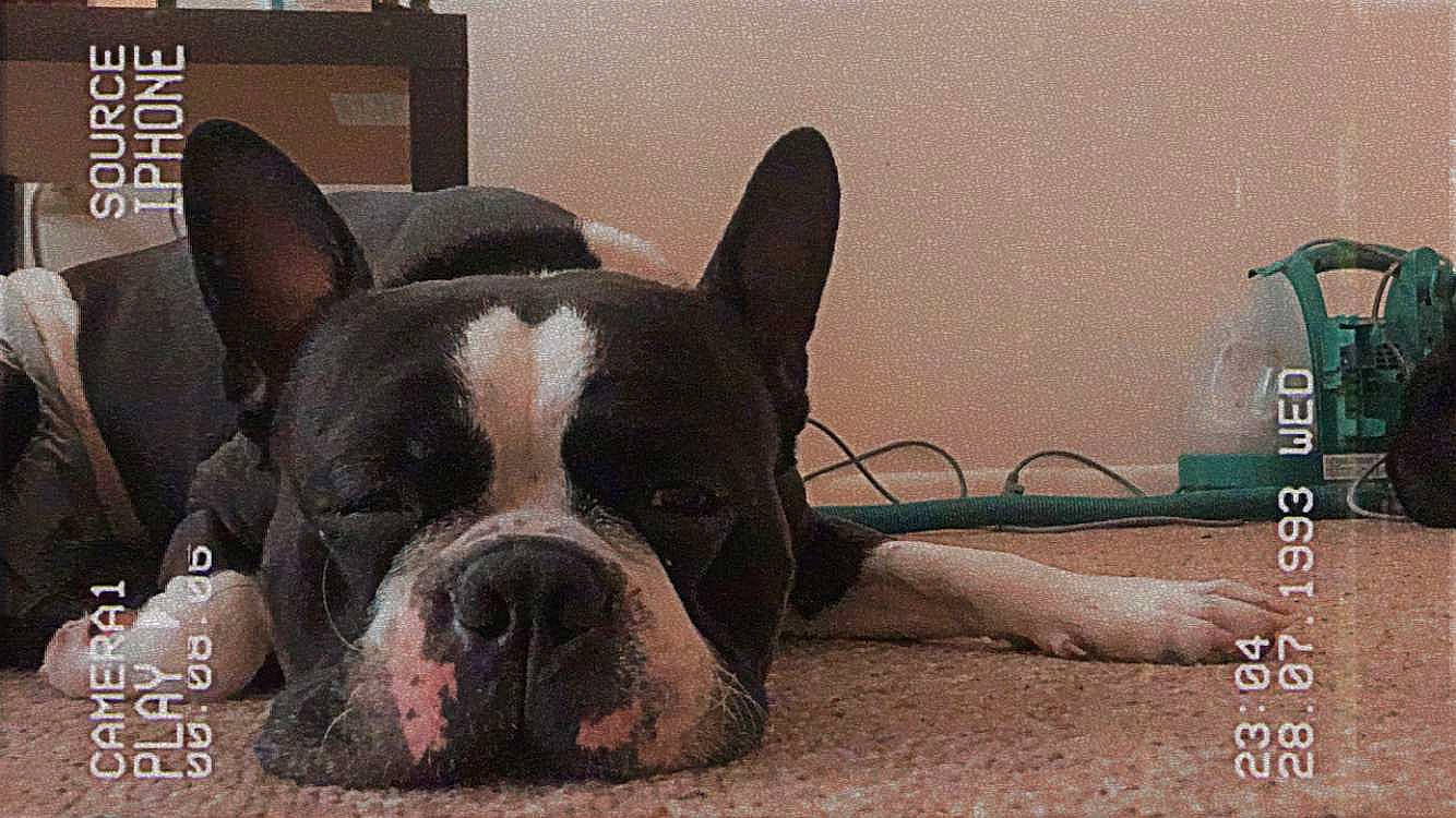 Archie Winston joined the competition — help win amazing prizes! ancient_dog_breeds, boston_terrier, canidae, carnivore, comfort, companion_dog, dog, dog_breed, ear, fawn, molosser, non_sporting_group, snout, sporting_group, terrestrial_animal, toy_dog, whiskers, working_animal, working_dog, wrinkle