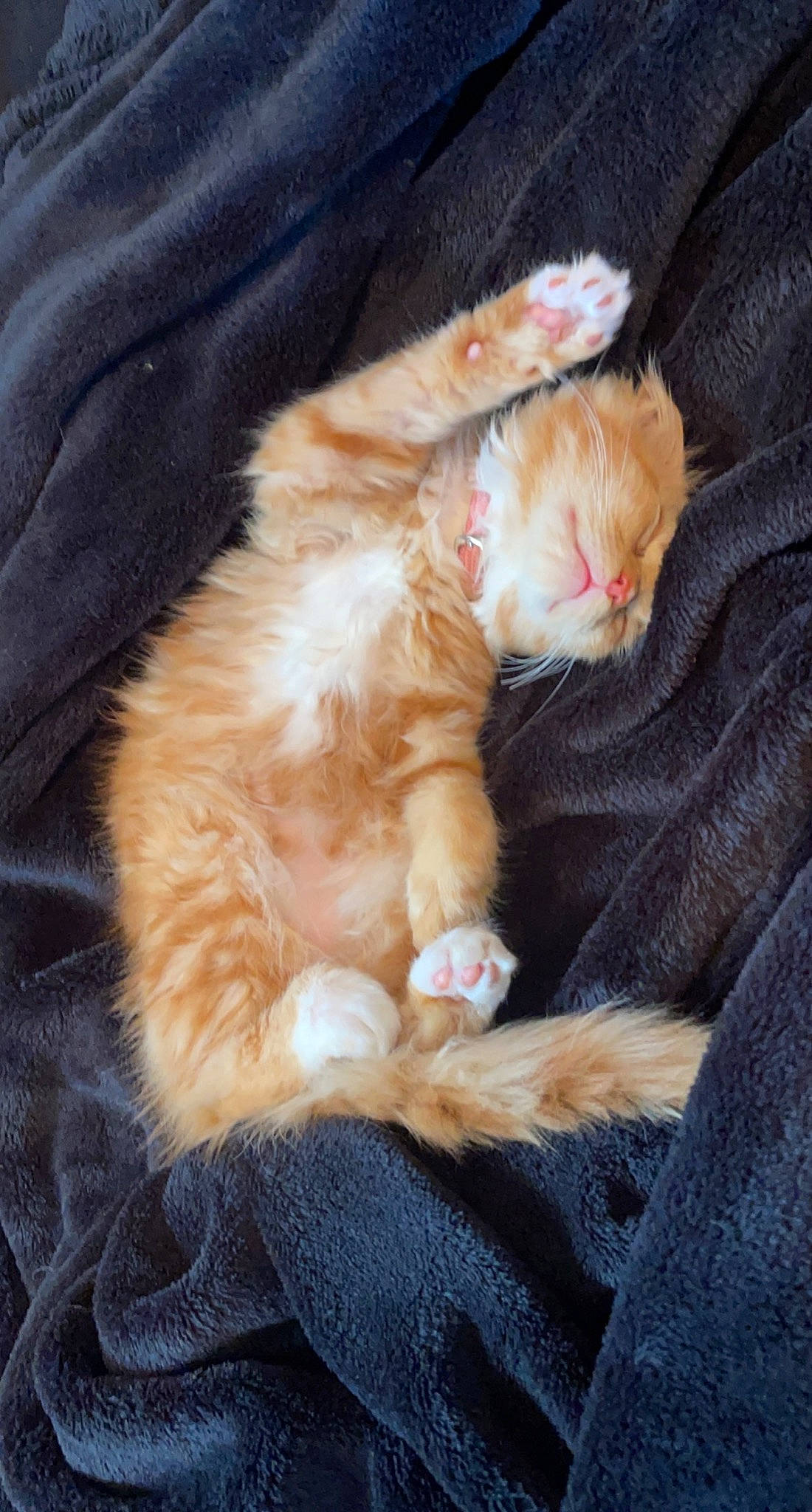 Sekhmet is registered to the contest to win money with this photo: canidae, carnivore, cat, claw, comfort, companion_dog, domestic_short_haired_cat, fawn, felidae, foot, fur, human_leg, lap, paw, sitting, small_to_medium_sized_cats, snout, sporting_group, tail, whiskers