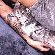 Tigri participe au concours pour gagner de l'argent avec cette photo : cat, gray_cat, white_fur, tattoo, human_arm, clothing, gray_pants, blanket, resting, cozy, pet, animal, domestic_cat, feline, fur, whiskers, paw, relaxation, indoor, comfort