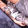 cat, gray_cat, white_fur, tattoo, human_arm, clothing, gray_pants, blanket, resting, cozy, pet, animal, domestic_cat, feline, fur, whiskers, paw, relaxation, indoor, comfort
