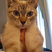 Tilla a rejoint le concours — aidez-le/la à gagner de superbes lots ! cat, close_up, indoor, curious, eyes, fur, hand, pet, animal, mammal, domestic_animal, whiskers, ears, face, portrait, feline, soft_light, curtain, background, cozy