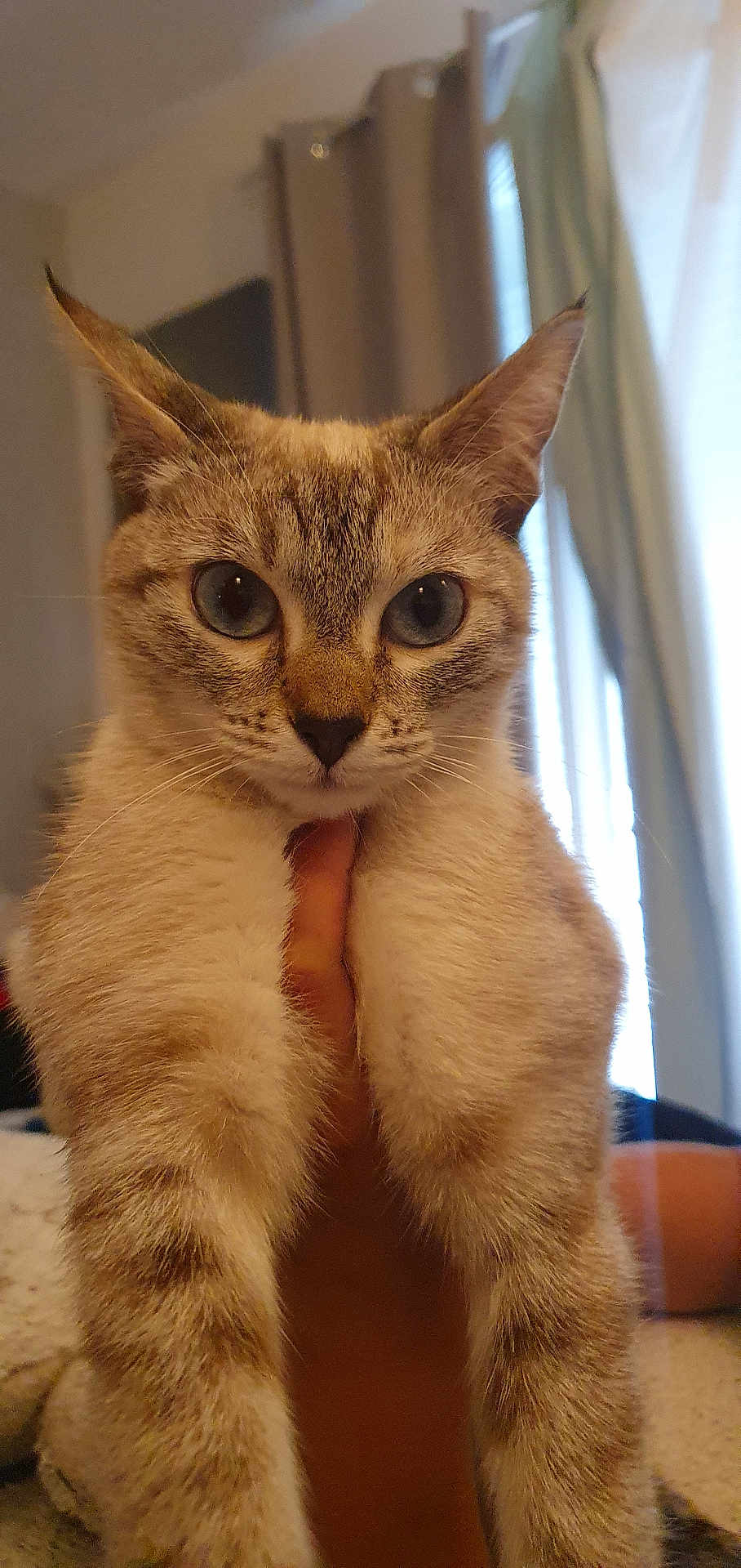 Tilla a rejoint le concours — aidez-le/la à gagner de superbes lots ! cat, close_up, indoor, curious, eyes, fur, hand, pet, animal, mammal, domestic_animal, whiskers, ears, face, portrait, feline, soft_light, curtain, background, cozy