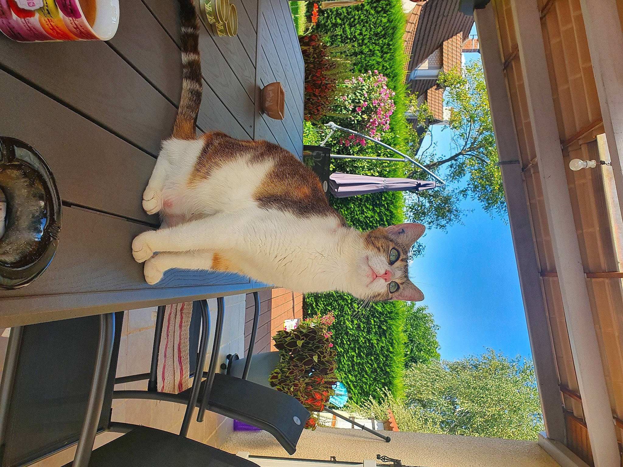 Romy a rejoint le concours — aidez-le/la à gagner de superbes lots ! building, carnivore, cat, domestic_short_haired_cat, facade, fawn, felidae, flower, flowerpot, fur, houseplant, plant, shade, small_to_medium_sized_cats, tail, tree, whiskers, wood