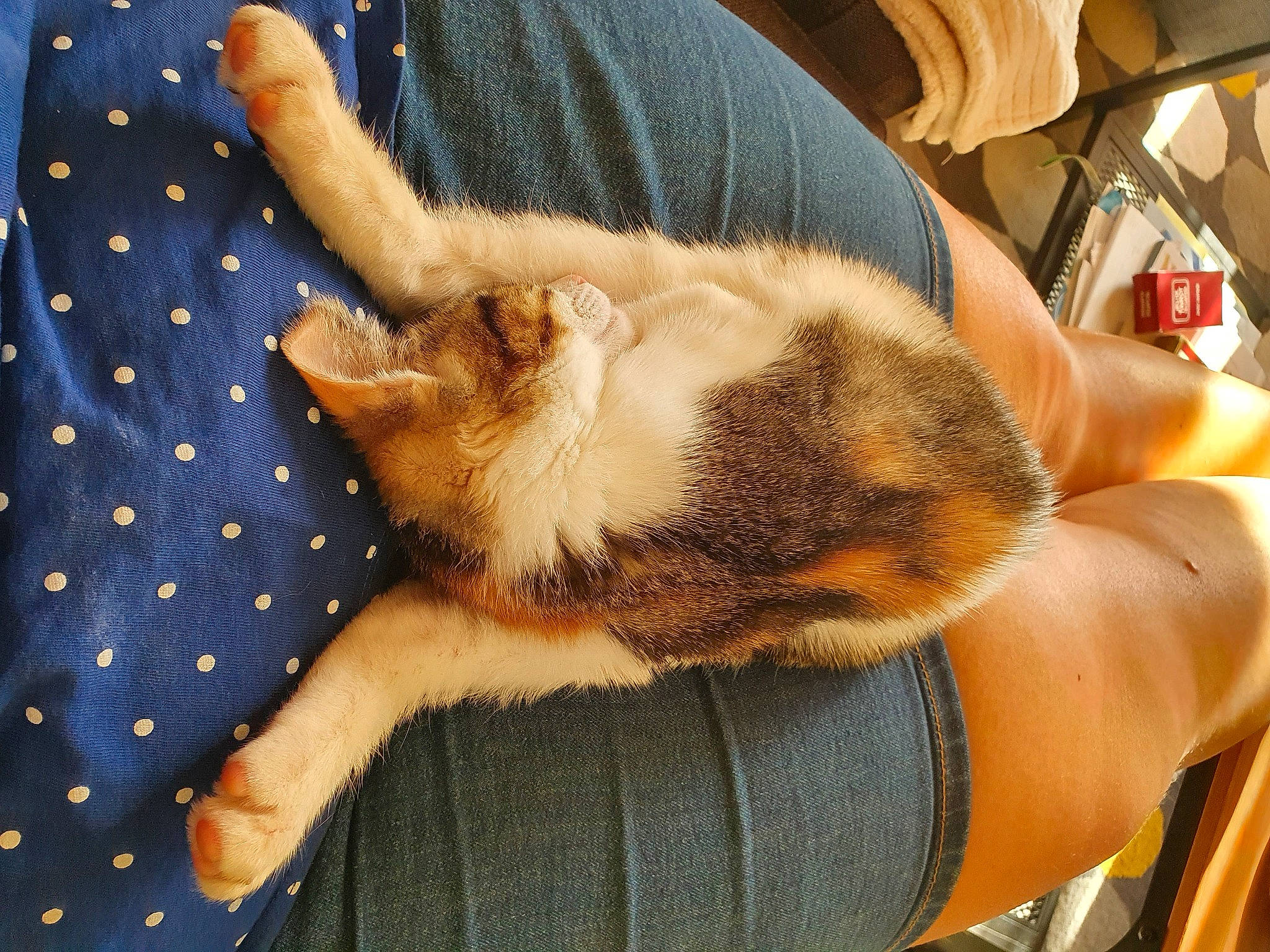 Romy a rejoint le concours — aidez-le/la à gagner de superbes lots ! carnivore, cat, claw, comfort, companion_dog, dog_breed, domestic_short_haired_cat, fawn, felidae, fur, gesture, human_leg, lap, linens, mammal, nail, paw, small_to_medium_sized_cats, snout, whiskers