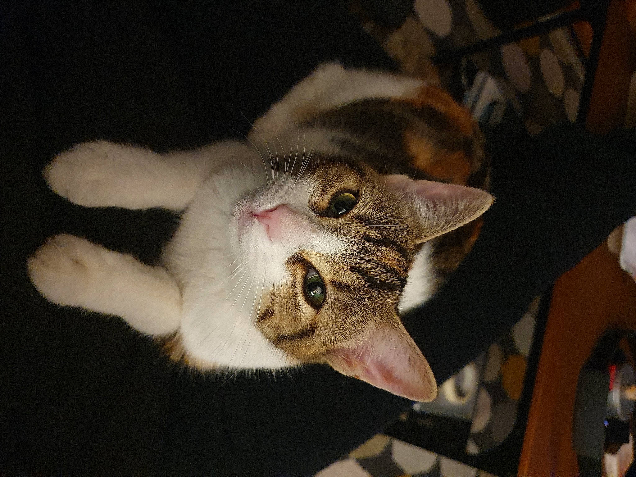 Romy participe au concours pour gagner de l'argent avec cette photo : carnivore, cat, domestic_short_haired_cat, ear, felidae, fur, paw, small_to_medium_sized_cats, snout, tail, whiskers