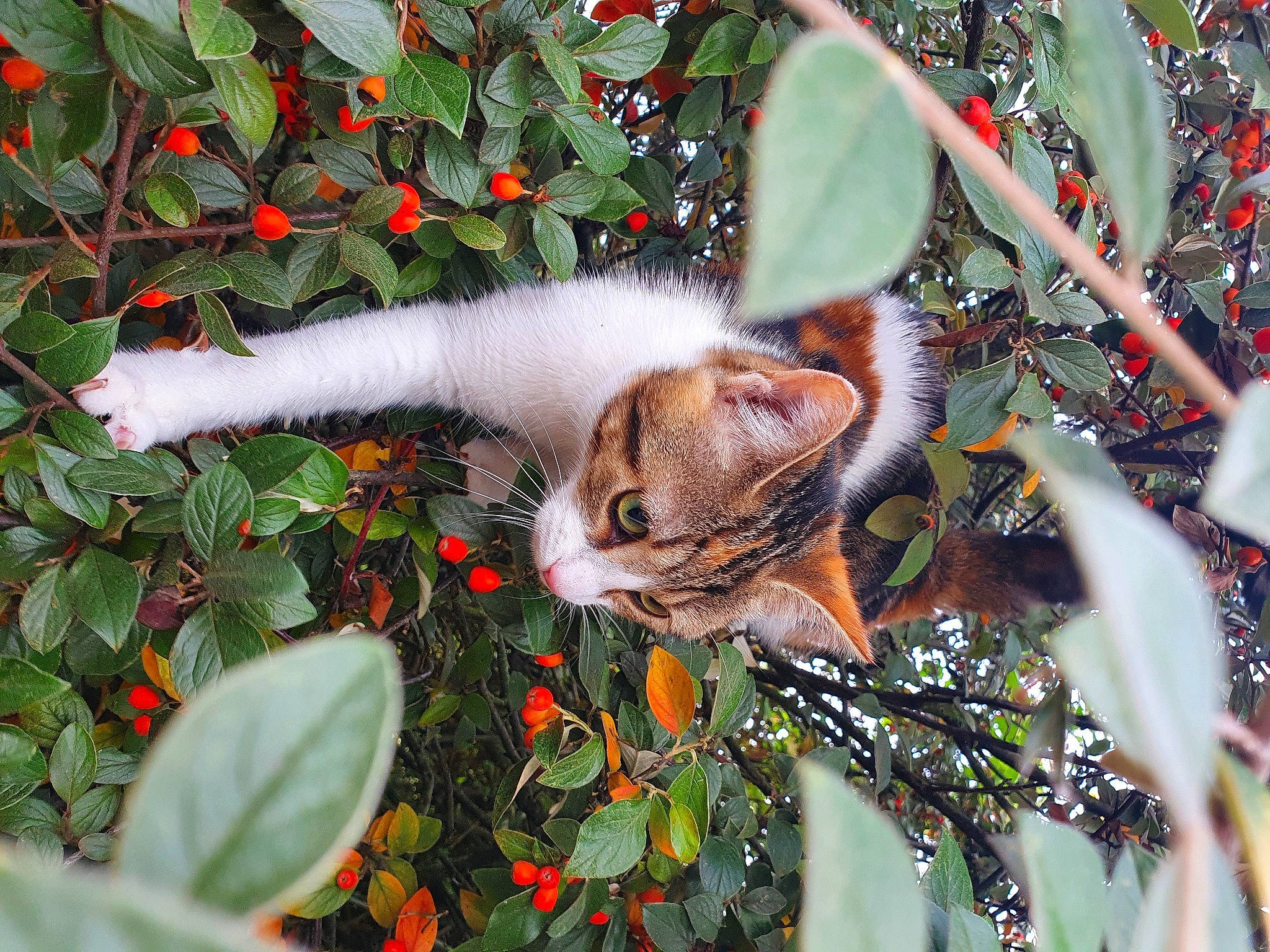 Romy a rejoint le concours — aidez-le/la à gagner de superbes lots ! botany, branch, carnivore, cat, event, fawn, felidae, flowering_plant, fur, grass, leaf, mammal, plant, small_to_medium_sized_cats, snout, tail, terrestrial_plant, tree, twig, whiskers