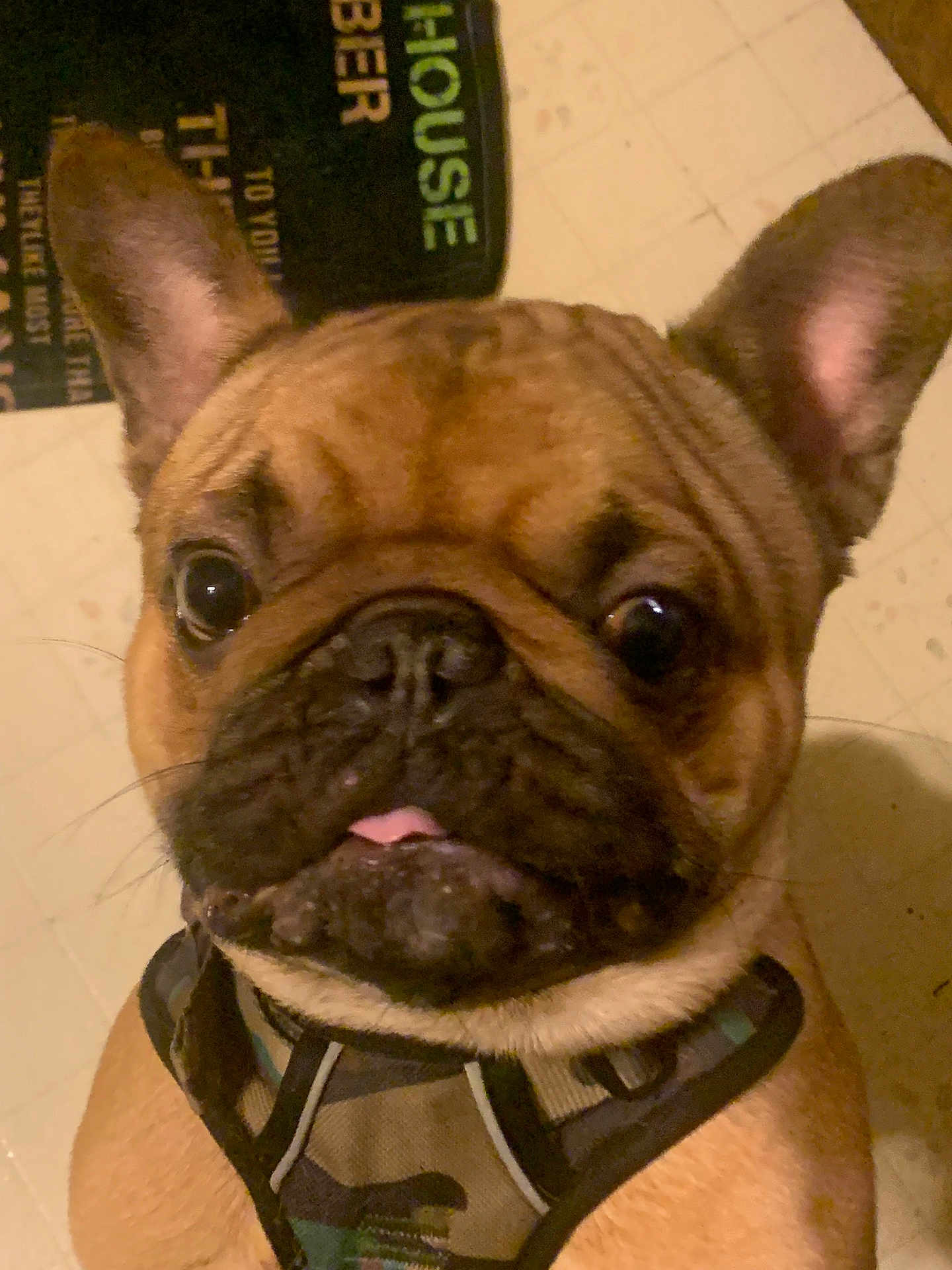 Memphis joined the competition — help win amazing prizes! dog, french_bulldog, closeup, pet, canine, brown, ears, face, floor, harness, tongue, indoor, curious, animal, companion, cute, portrait, looking, expression, whiskers