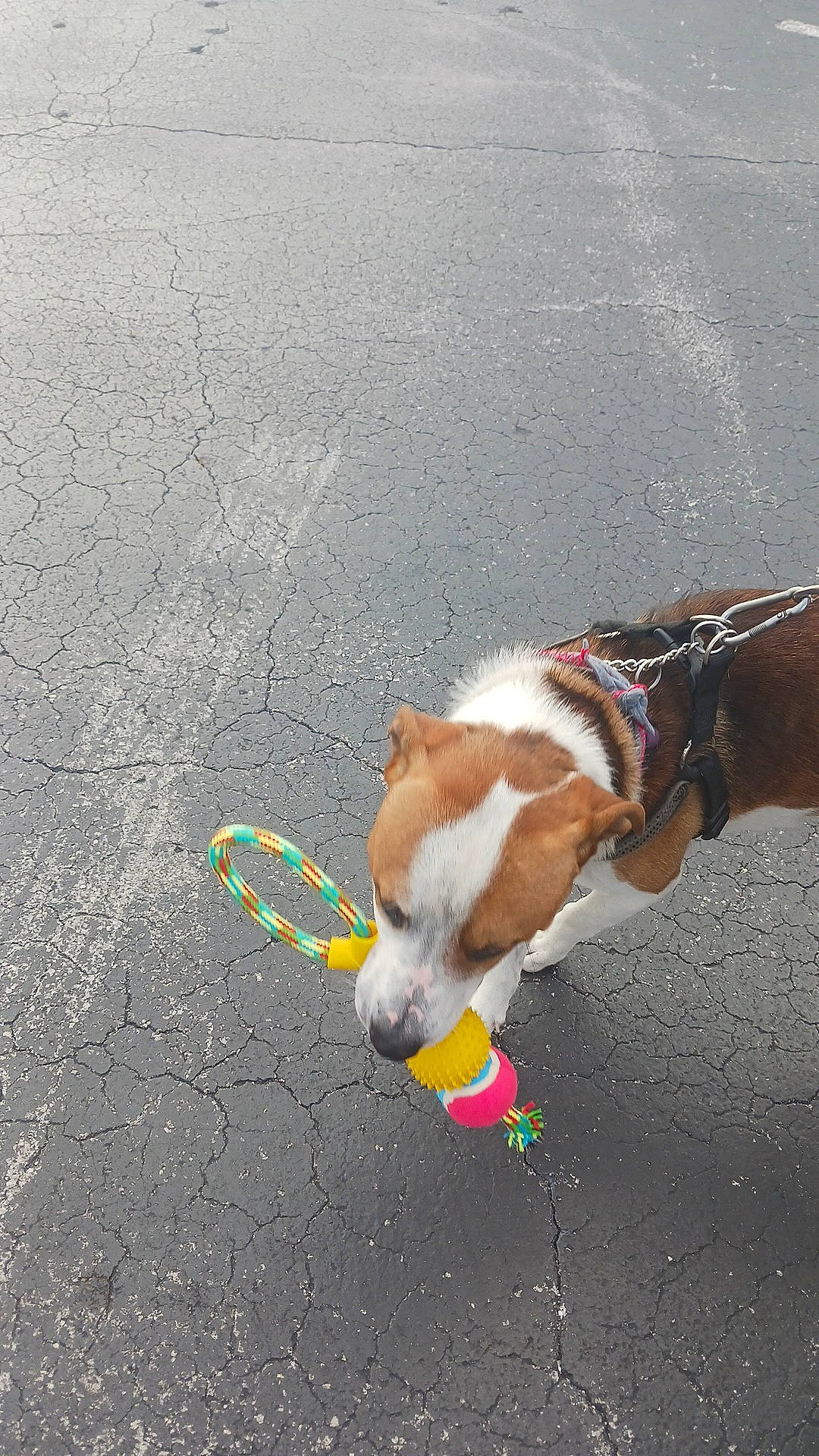 Sherlock is registered to the contest to win money with this photo: asphalt, canidae, carnivore, collar, companion_dog, dog, dog_breed, dog_collar, dog_supply, fashion_accessory, fawn, leash, pet_supply, road_surface, sidewalk, snout, sporting_group, tail, tar, working_animal