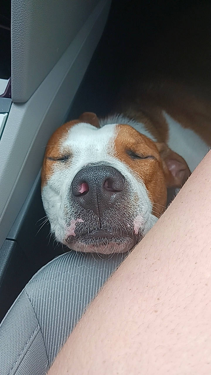 Sherlock joined the competition — help win amazing prizes! carnivore, comfort, companion_dog, dog, dog_breed, fur, liver, non_sporting_group, snout, sporting_group, whiskers, working_animal