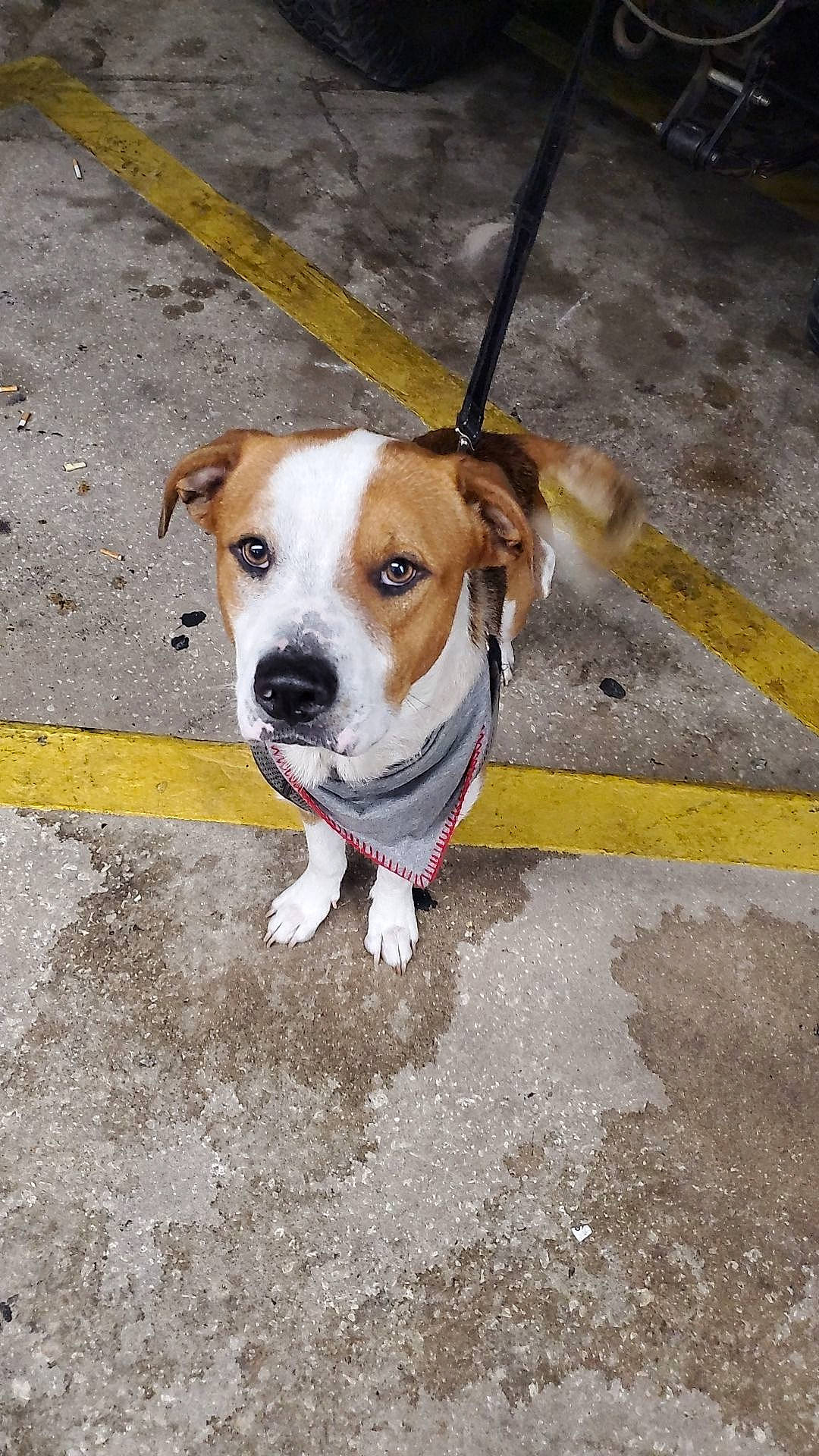 Sherlock joined the competition — help win amazing prizes! asphalt, carnivore, collar, companion_dog, concrete, dog, dog_breed, dog_collar, dog_supply, fashion_accessory, fawn, flooring, leash, pet_supply, road_surface, sidewalk, sporting_group, street_dog, whiskers, working_animal