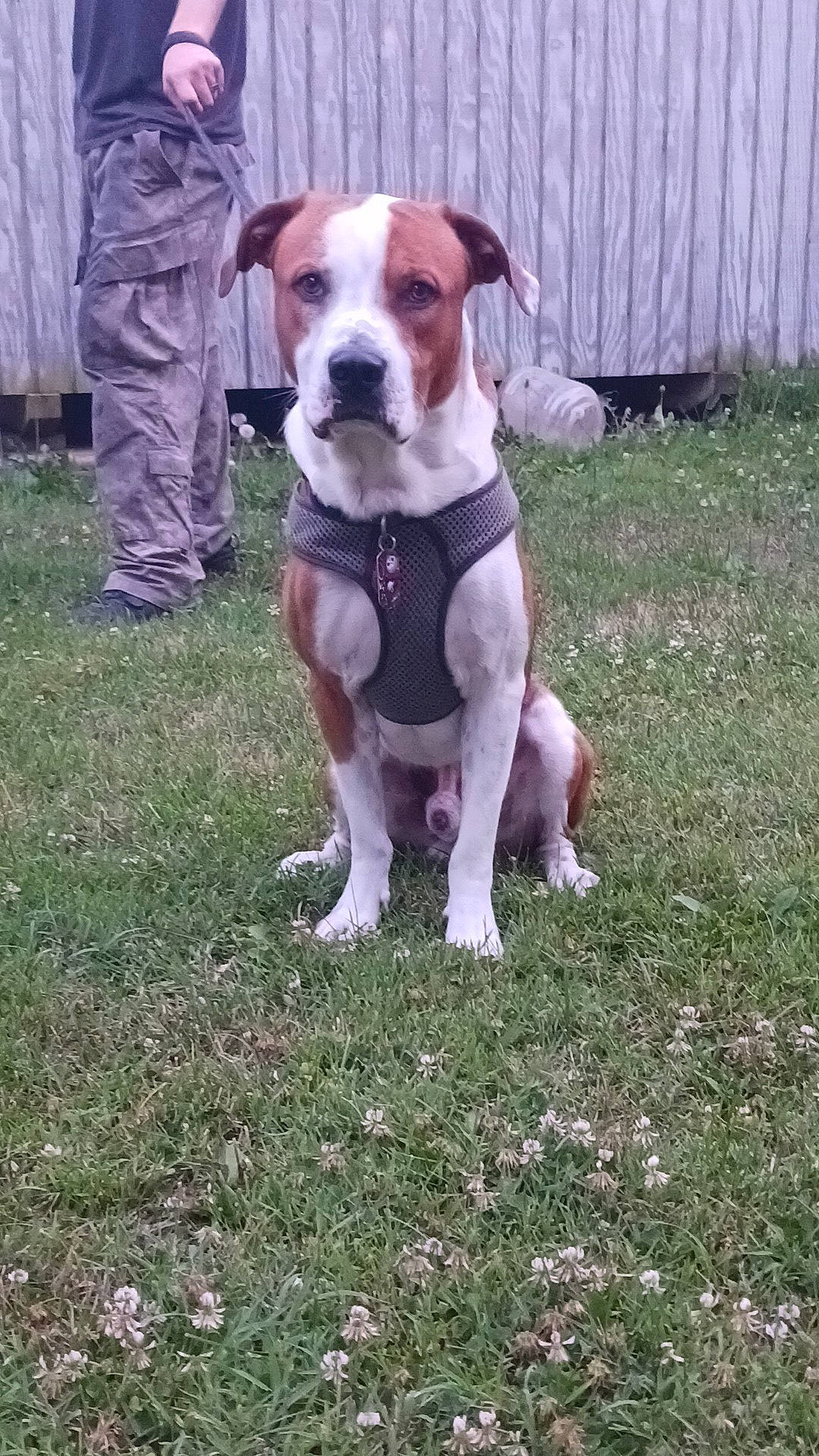 Sherlock joined the competition — help win amazing prizes! beagle_harrier, carnivore, collar, companion_dog, dog, dog_breed, dog_collar, dog_supply, grass, gun_dog, hound, hunting_dog, non_sporting_group, plant, snout, tail, working_animal, working_dog