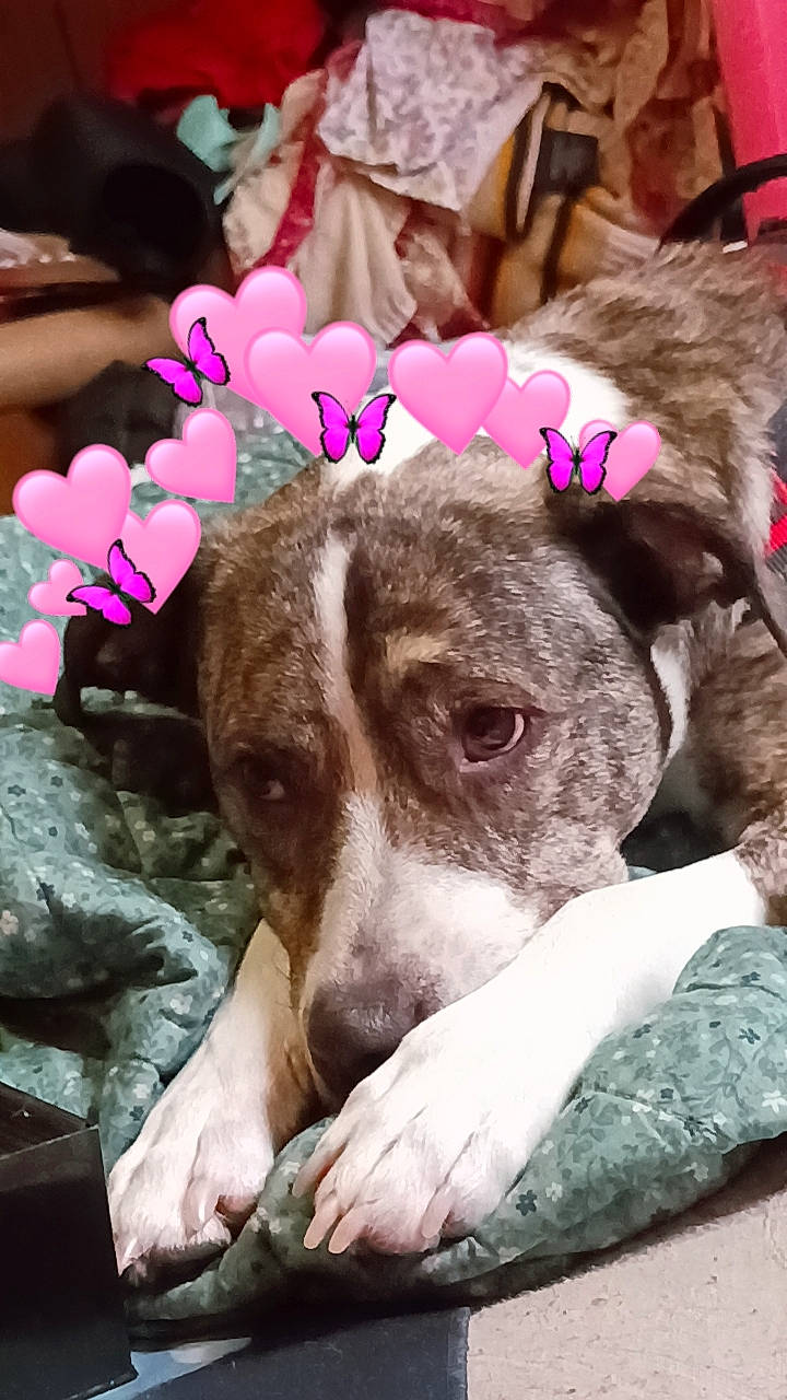 Tazz joined the competition — help win amazing prizes! canidae, carnivore, collar, companion_dog, dog, dog_breed, dog_collar, dog_supply, fawn, fur, linens, liver, magenta, non_sporting_group, paw, pet_supply, pink, puppy, sporting_group, working_animal