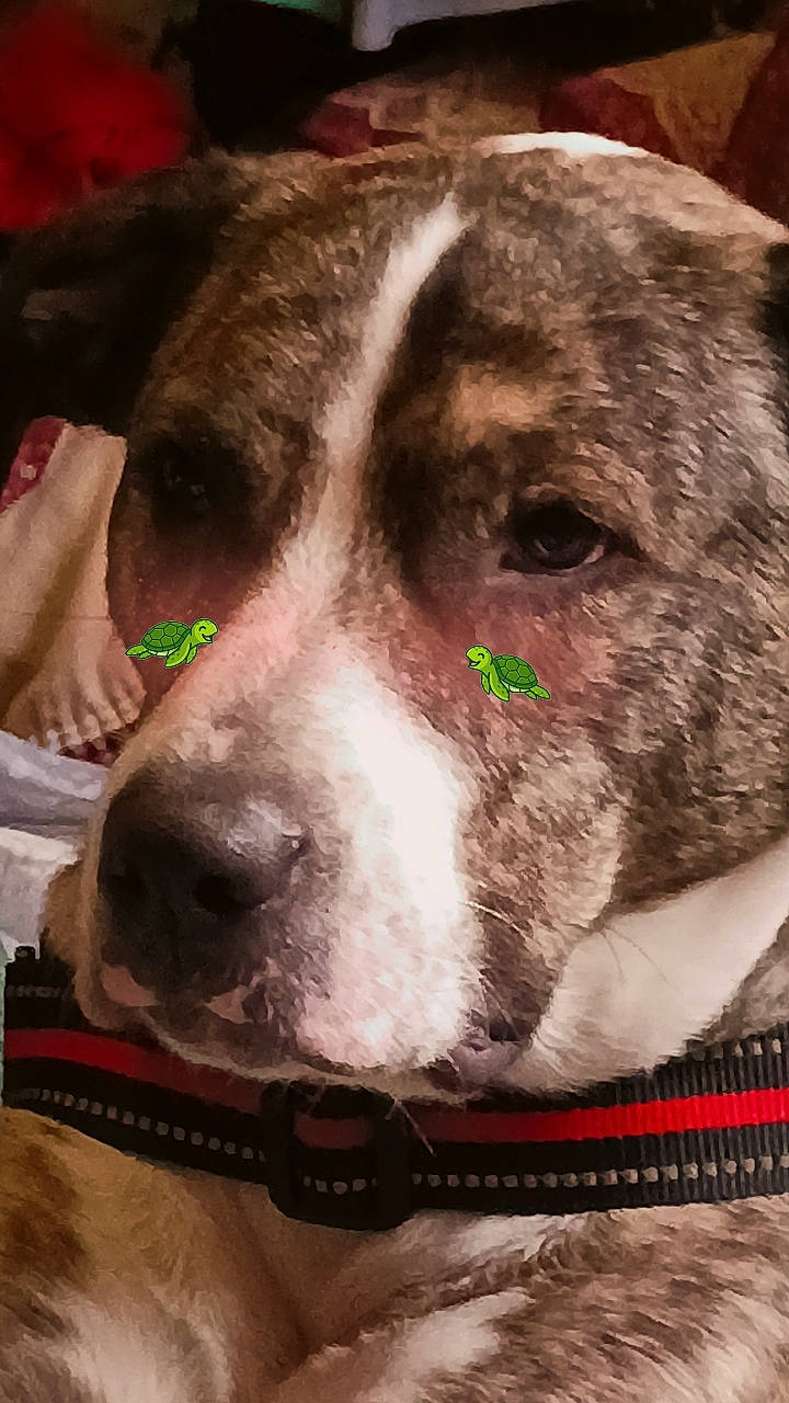 Tazz is registered to the contest to win money with this photo: ancient_dog_breeds, canidae, carnivore, collar, companion_dog, dog, dog_breed, dog_collar, ear, fawn, fur, giant_dog_breed, non_sporting_group, pet_supply, snout, sporting_group, whiskers, working_animal, working_dog