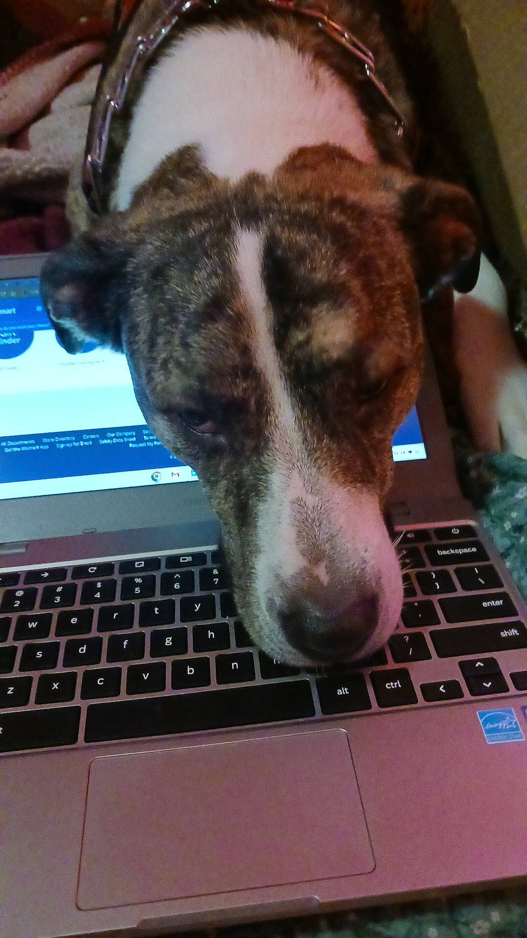 Tazz joined the competition — help win amazing prizes! carnivore, companion_dog, computer, computer_hardware, dog, dog_breed, electronic_device, flooring, gadget, input_device, laptop, metal, netbook, output_device, peripheral, personal_computer, space_bar, touchpad, whiskers, window