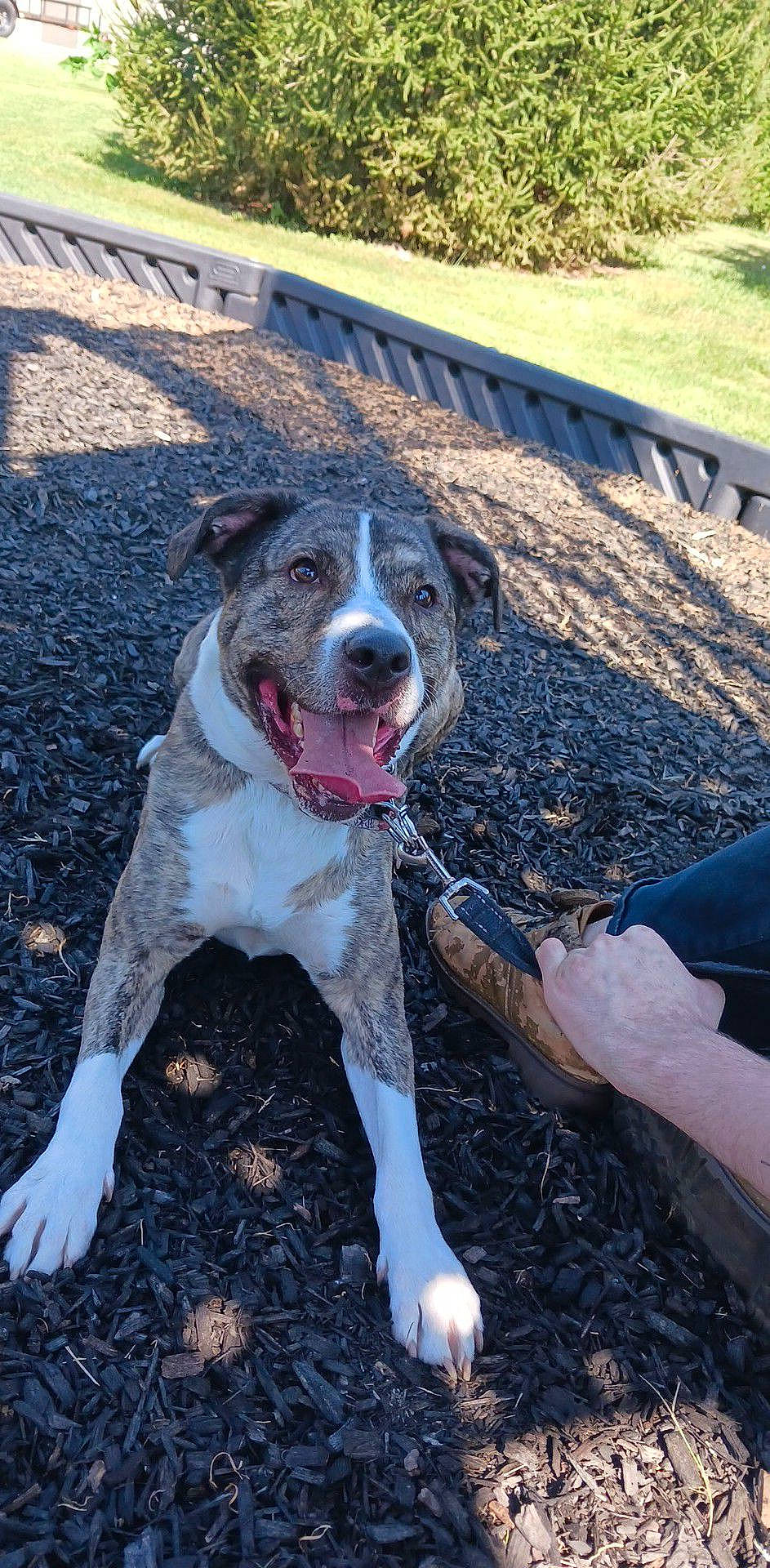 Tazz joined the competition — help win amazing prizes! canidae, carnivore, collar, companion_dog, dog, dog_breed, dog_collar, fang, hunting_dog, leash, plant, road_surface, smile, snout, soil, tail, working_animal, working_dog