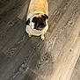 alert, animal, canine, companion, curled_tail, cute, dog, domestic, ears, expression, floor, indoor, looking_up, pet, pug, short_fur, small_dog, snout, standing, wooden_floor