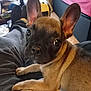 dog, puppy, french_bulldog, ears, lap, indoor, cozy, curious, brown, black, pet, animal, young, looking, fur, snout, eyes, relaxed, home, casual