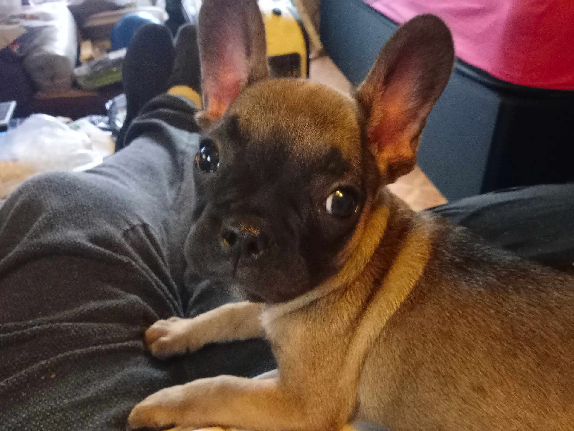 Winston