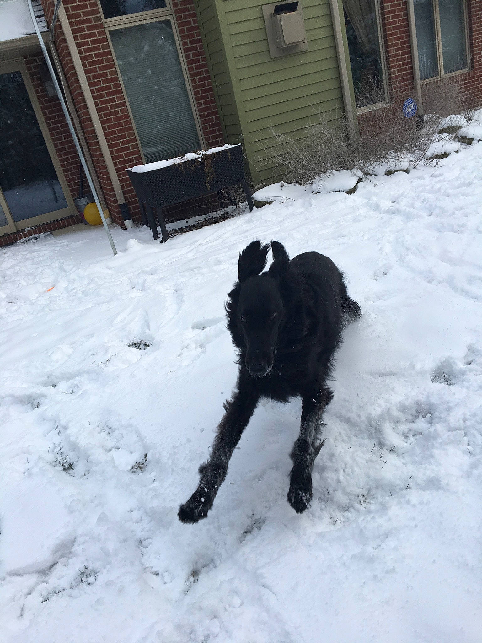 Titan is registered to the contest to win money with this photo: canidae, carnivore, dog, dog_breed, guard_dog, snow, sporting_group, winter