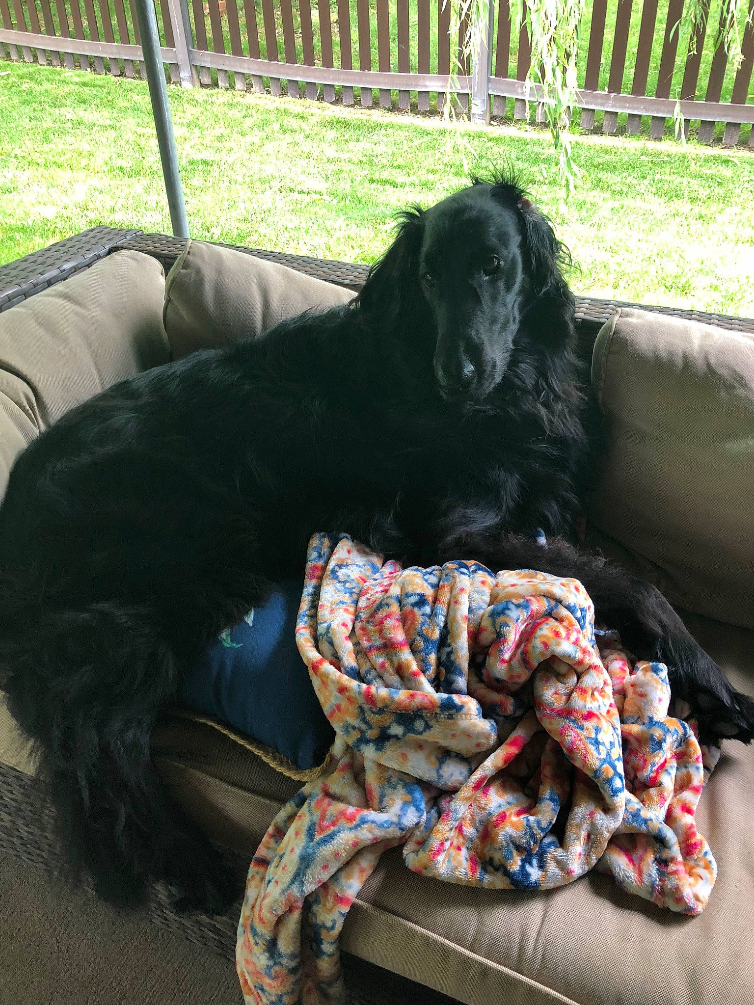 Titan joined the competition — help win amazing prizes! american_cocker_spaniel, blue_picardy_spaniel, boykin_spaniel, canidae, carnivore, cocker_spaniel, companion_dog, dog, dog_breed, english_cocker_spaniel, field_spaniel, flat_coated_retriever, german_longhaired_pointer, german_spaniel, gordon_setter, retriever, setter, spaniel, sporting_group