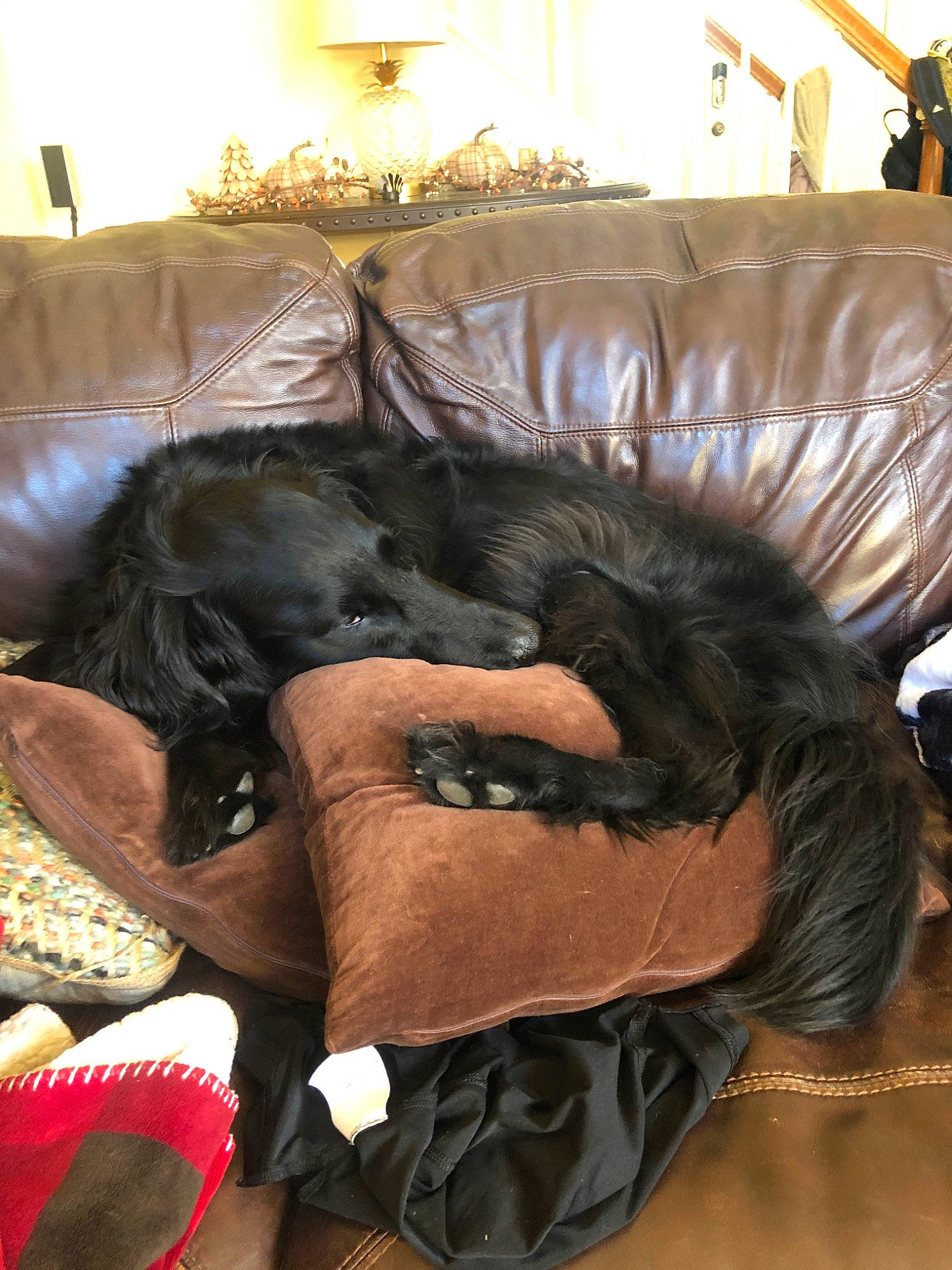 Titan is registered to the contest to win money with this photo: black_hair, canidae, carnivore, companion_dog, dog, dog_breed, flat_coated_retriever, sporting_group