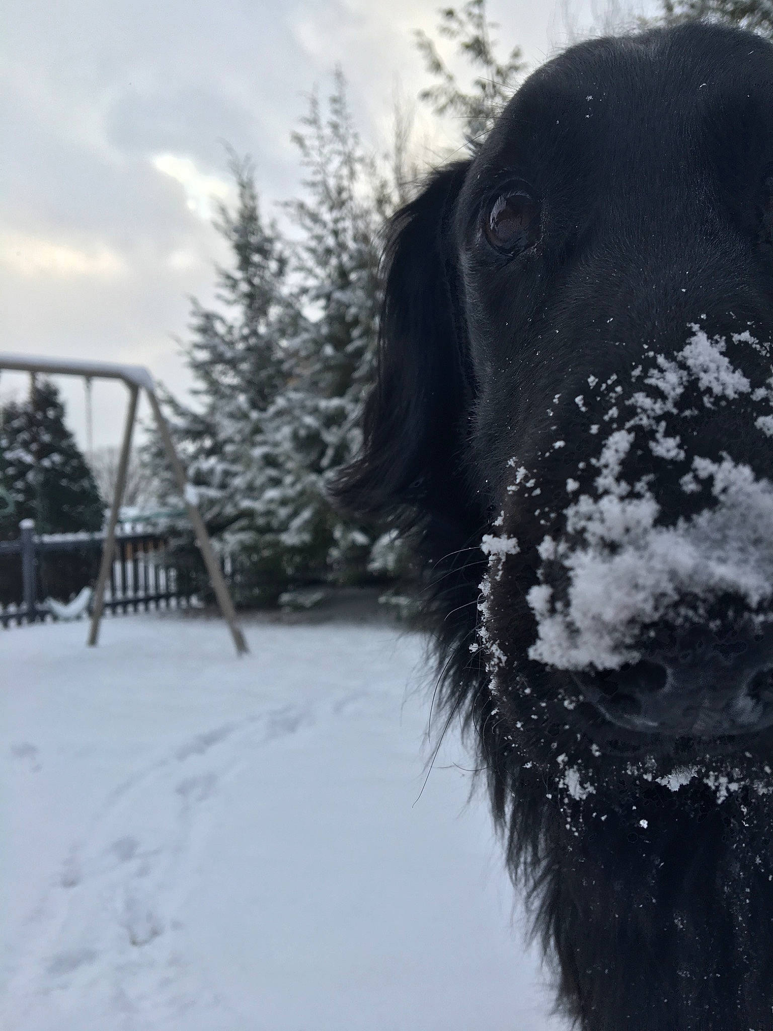 Titan is registered to the contest to win money with this photo: canidae, carnivore, dog, dog_breed, freezing, fur, guard_dog, hunting_dog, labrador_retriever, nose, pointer, pointing_breed, retriever, small_munsterlander, snout, snow, sporting_group, winter
