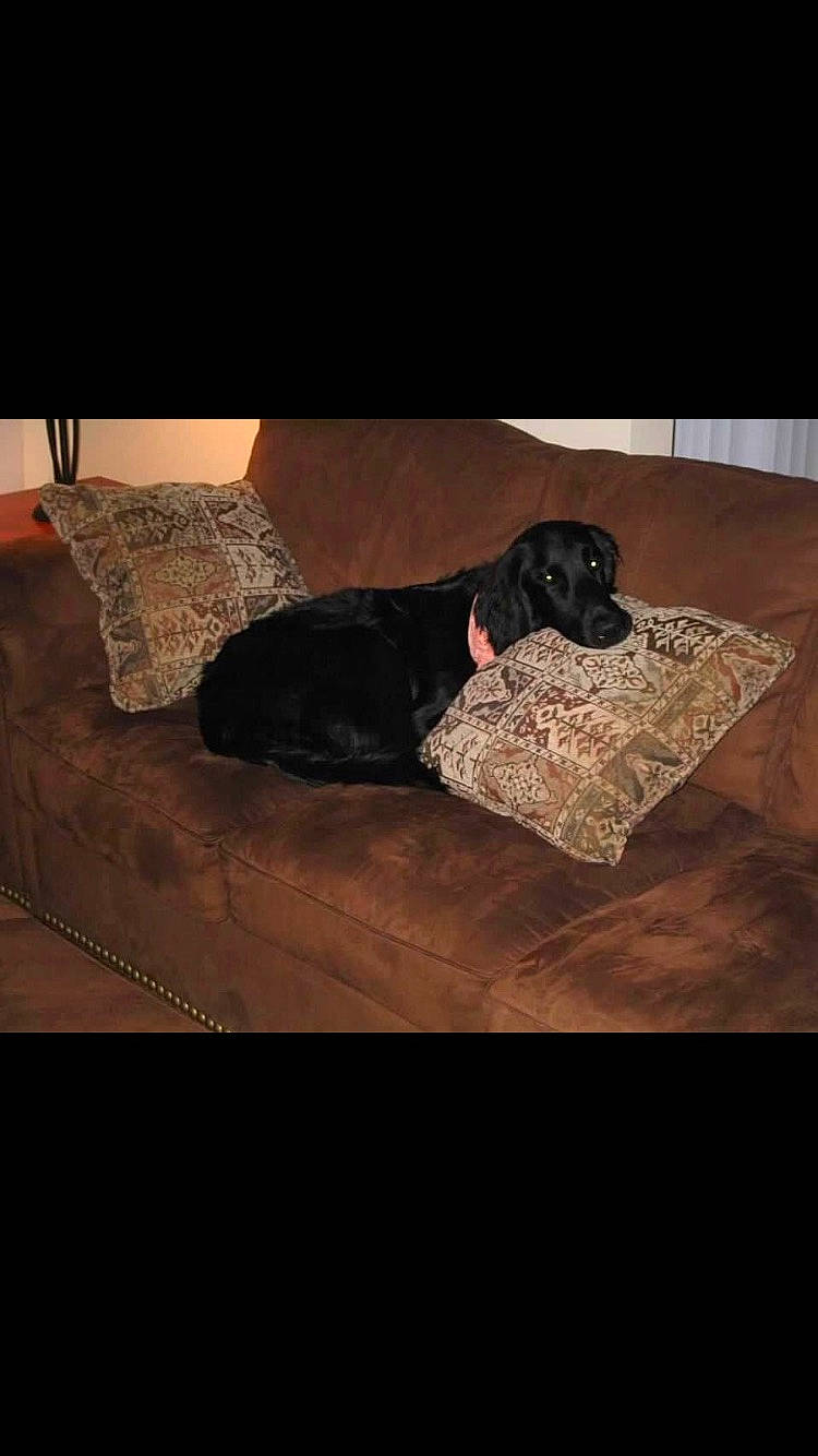 Rocco is registered to the contest to win money with this photo: canidae, carnivore, couch, dog, dog_bed, dog_breed, floor, furniture, pointer, sporting_group, square, table