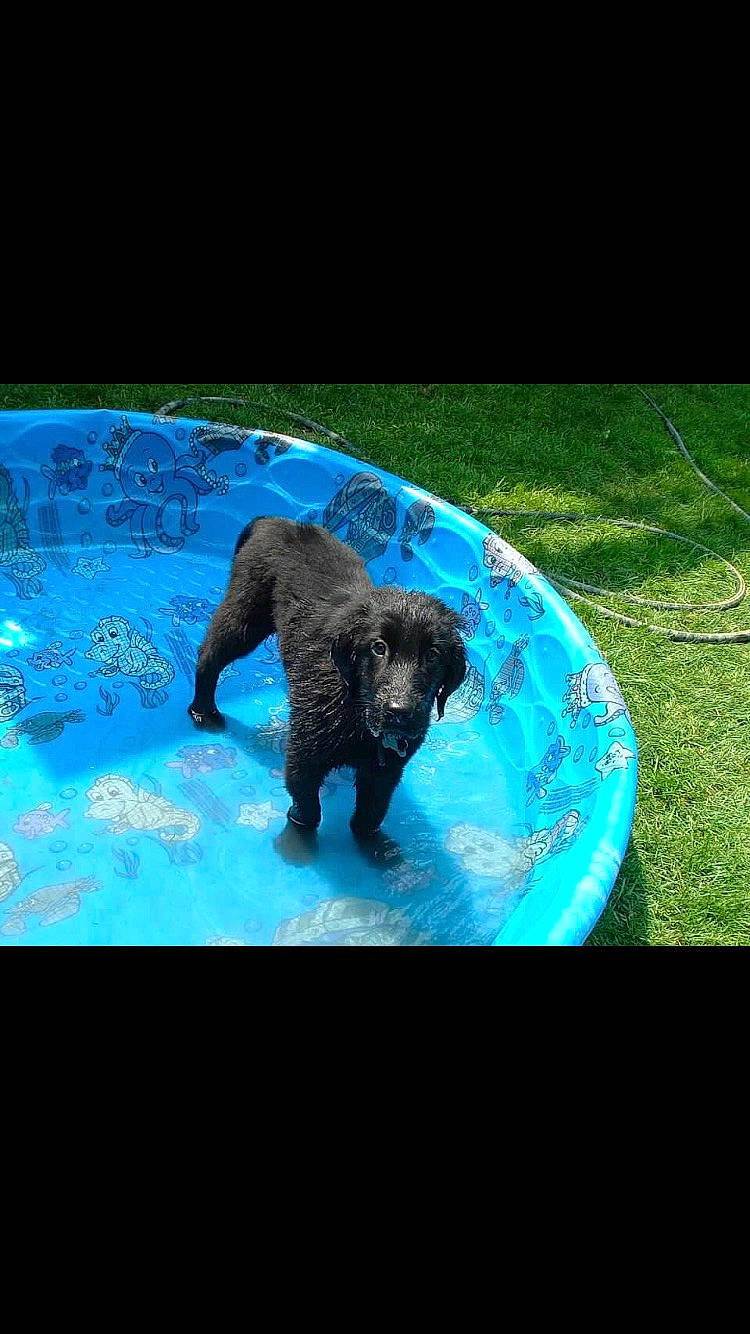 Rocco joined the competition — help win amazing prizes! canidae, carnivore, dog, dog_breed, labradoodle, labrador_retriever, mammal, newfoundland, portuguese_water_dog, puppy, spaniel, spanish_water_dog, sporting_group, vertebrate