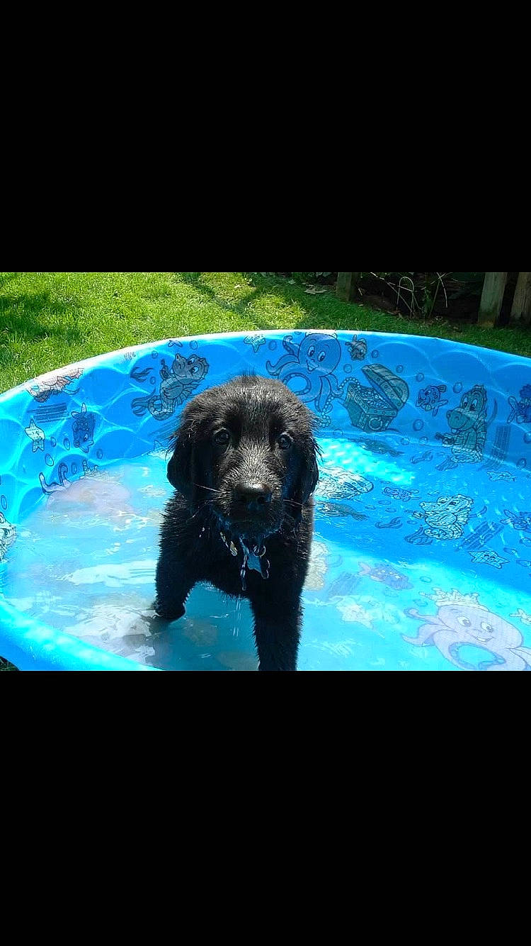 Rocco is registered to the contest to win money with this photo: boykin_spaniel, canidae, carnivore, dog, dog_breed, flat_coated_retriever, labradoodle, labrador_retriever, newfoundland, retriever, sporting_group, water