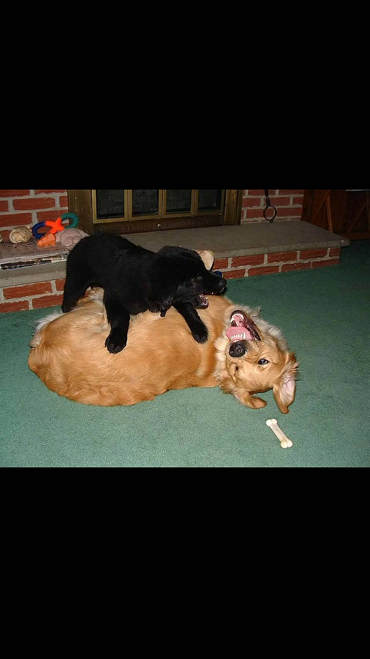 Rocco joined the competition — help win amazing prizes! american_cocker_spaniel, canidae, carnivore, dog, dog_breed, english_cocker_spaniel, hovawart, puppy, spaniel, sporting_group