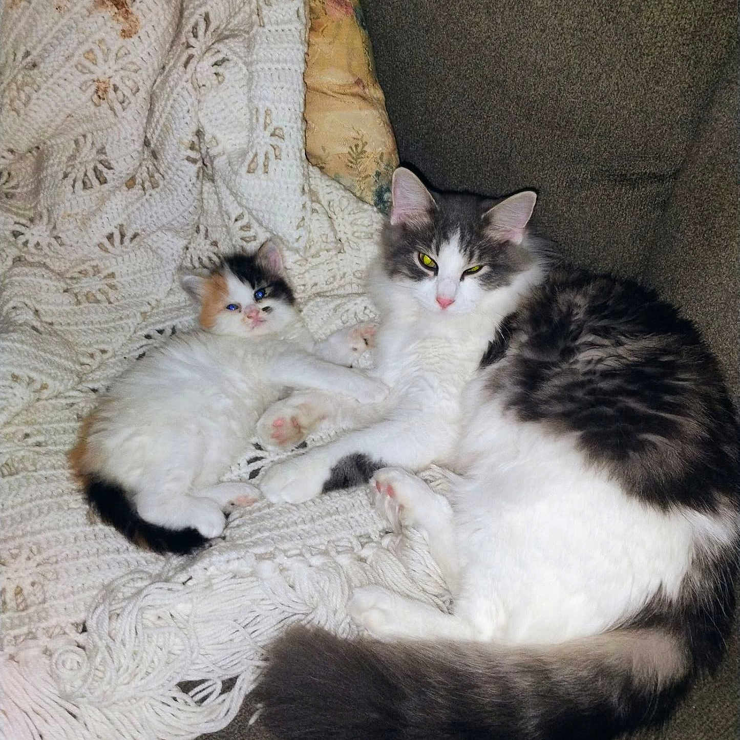Cutie Pie And Bella is registered to the contest to win money with this photo: cat, kitten, adult_cat, fluffy, long_hair, black_and_white, calico, pet, animal, couch, blanket, crocheted_blanket, indoor, home, cozy, lying_down, sitting, sleepy, portrait, family