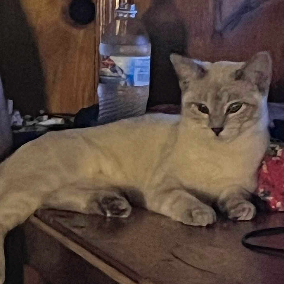 Angel