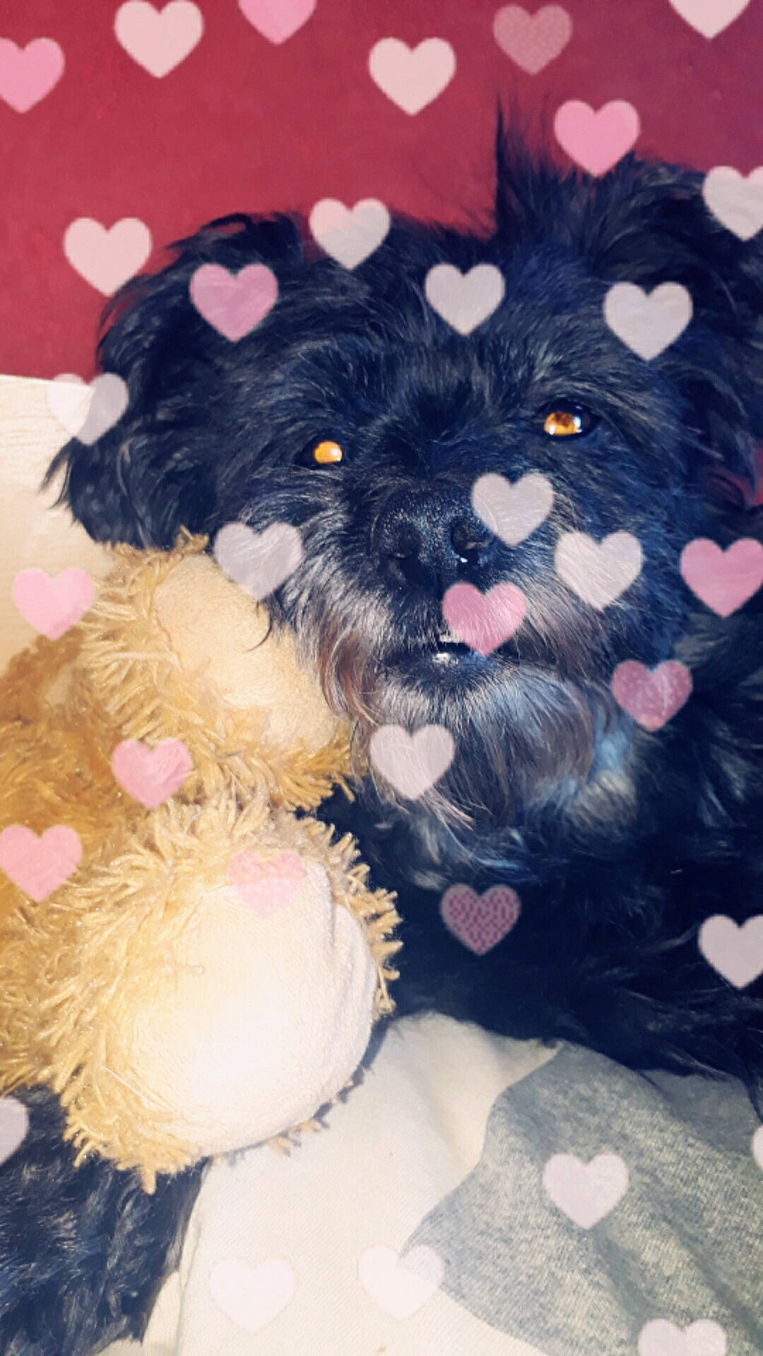 Minnie a rejoint le concours — aidez-le/la à gagner de superbes lots ! affenpinscher, bolonka, canidae, carnivore, cavapoo, cockapoo, dog, dog_breed, havanese, mammal, miniature_schnauzer, morkie, puppy, rare_breed_dog, schnoodle, shih_poo, terrier, toy_dog, vertebrate, yorkipoo