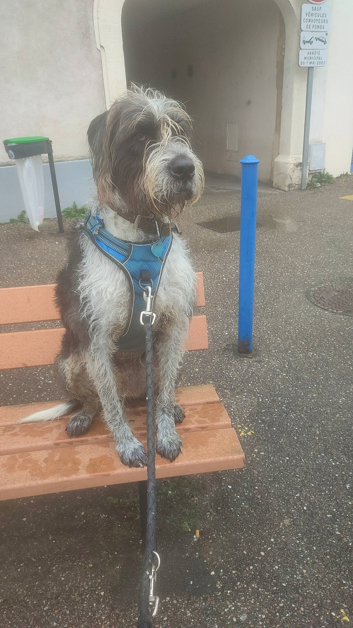 Popeye a rejoint le concours — aidez-le/la à gagner de superbes lots ! canidae, carnivore, collar, companion_dog, dog, dog_breed, dog_collar, dog_supply, fawn, liver, pet_supply, poodle, road_surface, small_terrier, snout, sporting_group, tail, terrier, toy_dog, water_dog