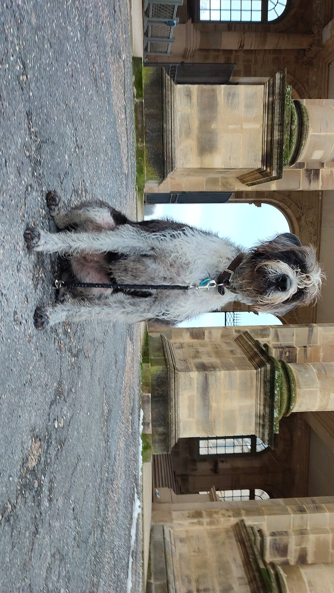 Popeye participe au concours pour gagner de l'argent avec cette photo : art, building, concrete, door, facade, fur, house, plant, sculpture, snout, statue, tree, trunk, vehicle, wood, working_animal