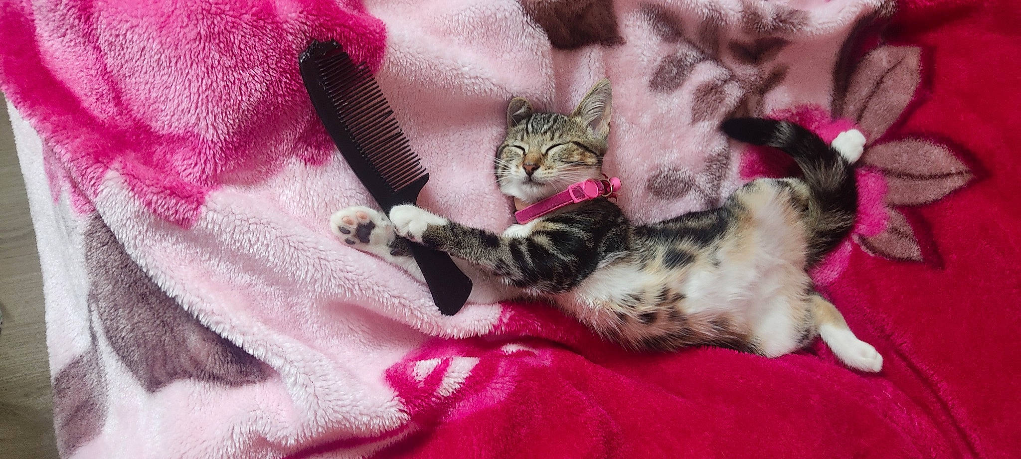 Rosy participe au concours pour gagner de l'argent avec cette photo : bed, carnivore, cat, claw, comfort, domestic_short_haired_cat, felidae, fur, linens, magenta, nail, pattern, paw, pink, sleeve, small_to_medium_sized_cats, tail, textile, whiskers, woven_fabric