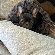 Eleven is registered to the contest to win money with this photo: animal, black_dog, blanket, companion, cozy, curious, cute, dog, ears, eyes, floor, french_bulldog, home, indoors, leg, person, pet, pet_bed, puppy, sweatpants