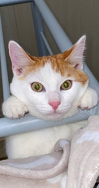 Bloom participe au concours pour gagner de l'argent avec cette photo : carnivore, cat, collar, comfort, domestic_short_haired_cat, eye, fawn, felidae, fur, internet_meme, iris, nose, paw, pet_supply, photo_caption, small_to_medium_sized_cats, snout, tail, terrestrial_animal, whiskers