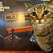 Paul is registered to the contest to win money with this photo: advertising, audio_equipment, carnivore, cat, display_device, domestic_short_haired_cat, felidae, fur, machine, paw, photo_caption, small_to_medium_sized_cats, snout, whiskers