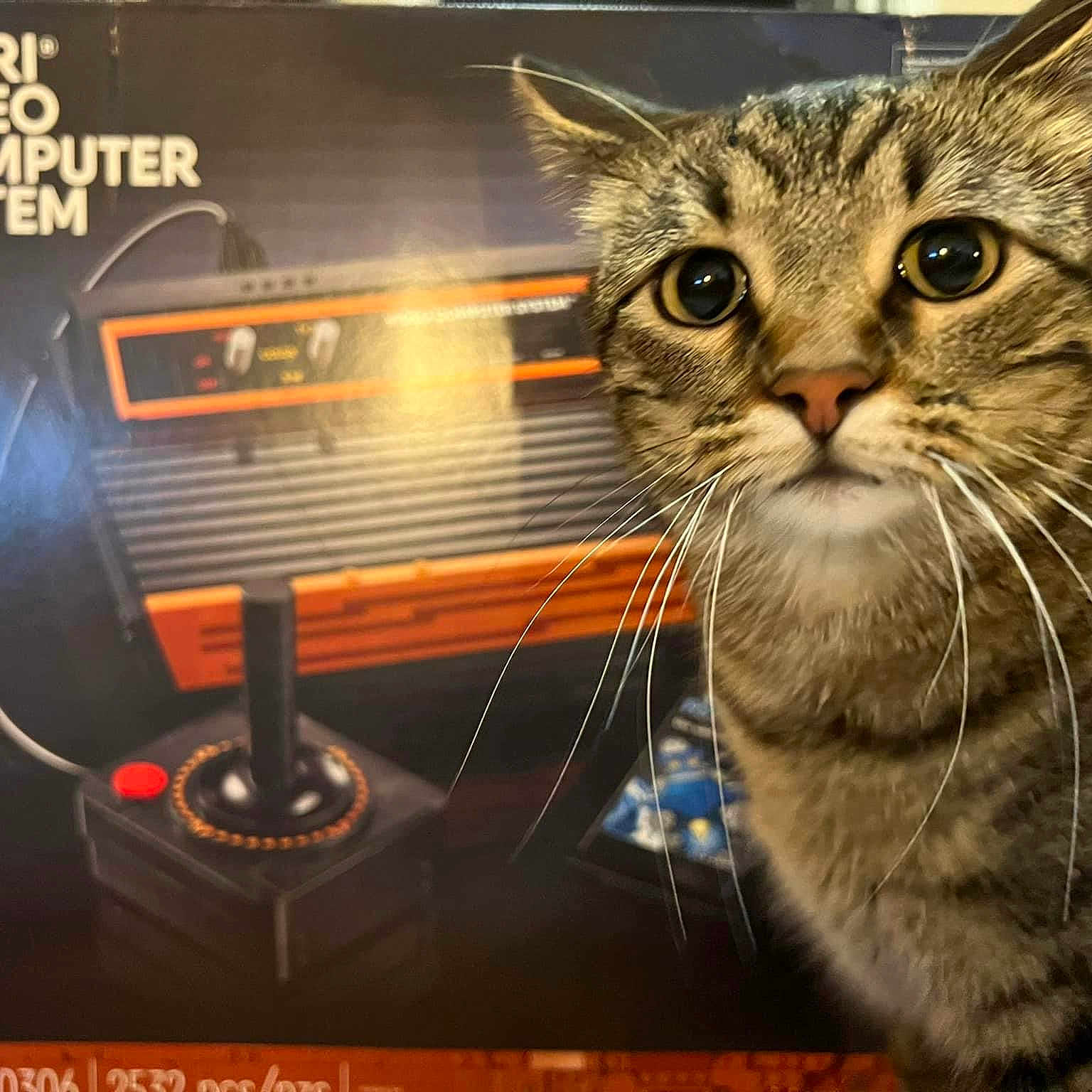 Paul is registered to the contest to win money with this photo: advertising, audio_equipment, carnivore, cat, display_device, domestic_short_haired_cat, felidae, fur, machine, paw, photo_caption, small_to_medium_sized_cats, snout, whiskers