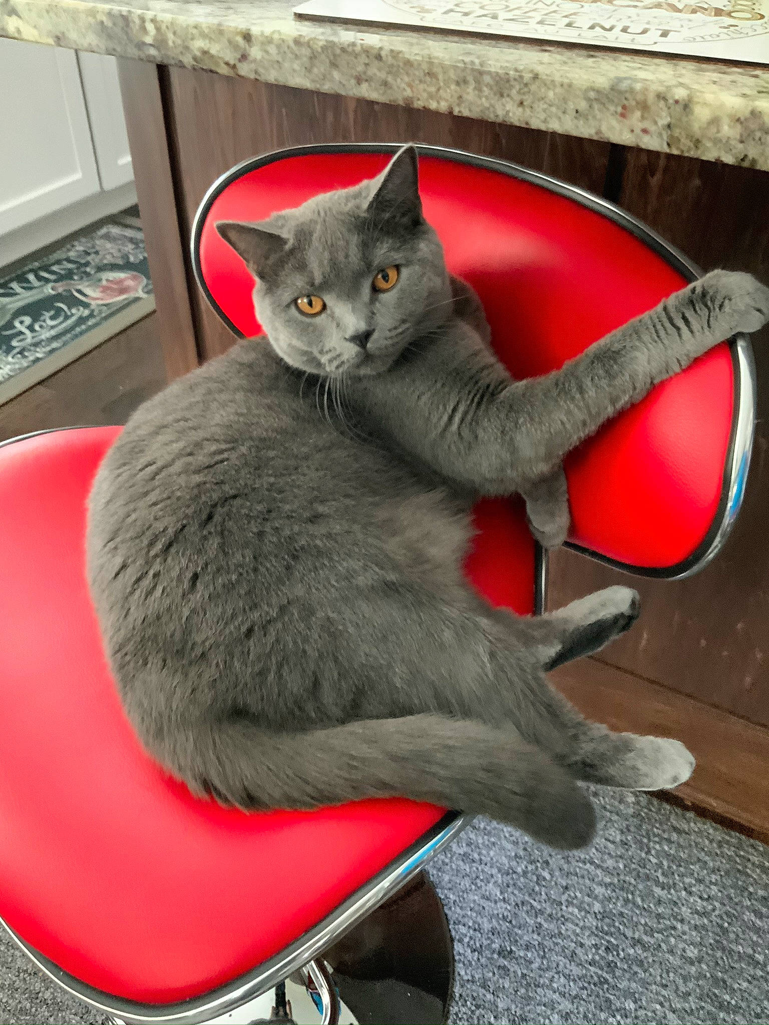 Figgy joined the competition — help win amazing prizes! black_cat, carmine, carnivore, cat, cat_supply, claw, comfort, domestic_short_haired_cat, felidae, fur, grey, paw, russian_blue, sitting, small_to_medium_sized_cats, snout, tail, whiskers, window