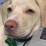 Bruno joined the competition — help win amazing prizes! dog, close_up, pet, animal, mammal, light_fur, collar, name_tag, indoor, laptop, technology, resting, curious, face, ears, snout, brown_eyes, domestic_animal, companion, calm