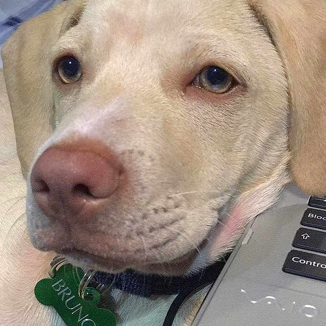 Bruno