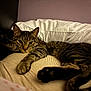 cat, tabby, pillow, indoor, pet, relaxed, stretching, fur, whiskers, claws, bedroom, cozy, striped, animal, mammal, cute, sleepy, domestic, resting, feline