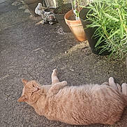 Ruben participe au concours pour gagner de l'argent avec cette photo : animal, cat, concrete_floor, daylight, feline, fur, garden, ginger_cat, greenery, lounging, nature, outdoor, pet, plant_pots, potted_plants, relaxed, resting, shadows, sunlight, whiskers