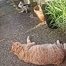 animal, cat, concrete_floor, daylight, feline, fur, garden, ginger_cat, greenery, lounging, nature, outdoor, pet, plant_pots, potted_plants, relaxed, resting, shadows, sunlight, whiskers