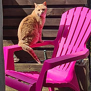Ruben participe au concours pour gagner de l'argent avec cette photo : cat, ginger_cat, chair, pink_chair, plastic_chair, outdoor, sunlight, wooden_fence, pet, animal, feline, shadow, curious, perched, armrest, daylight, backyard, relaxing, domestic_cat, nature